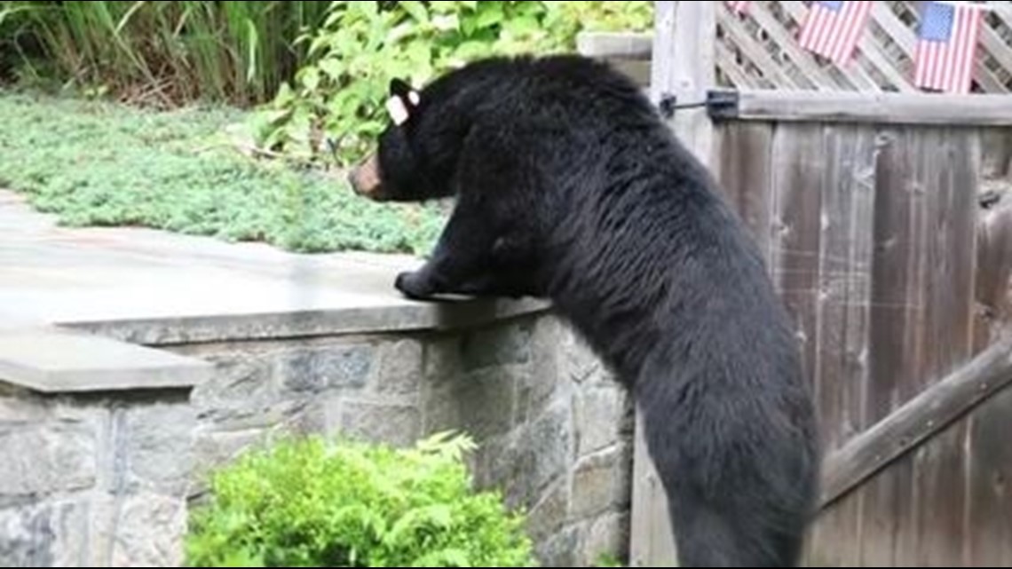 Black bears spotted in Portland neighborhoods