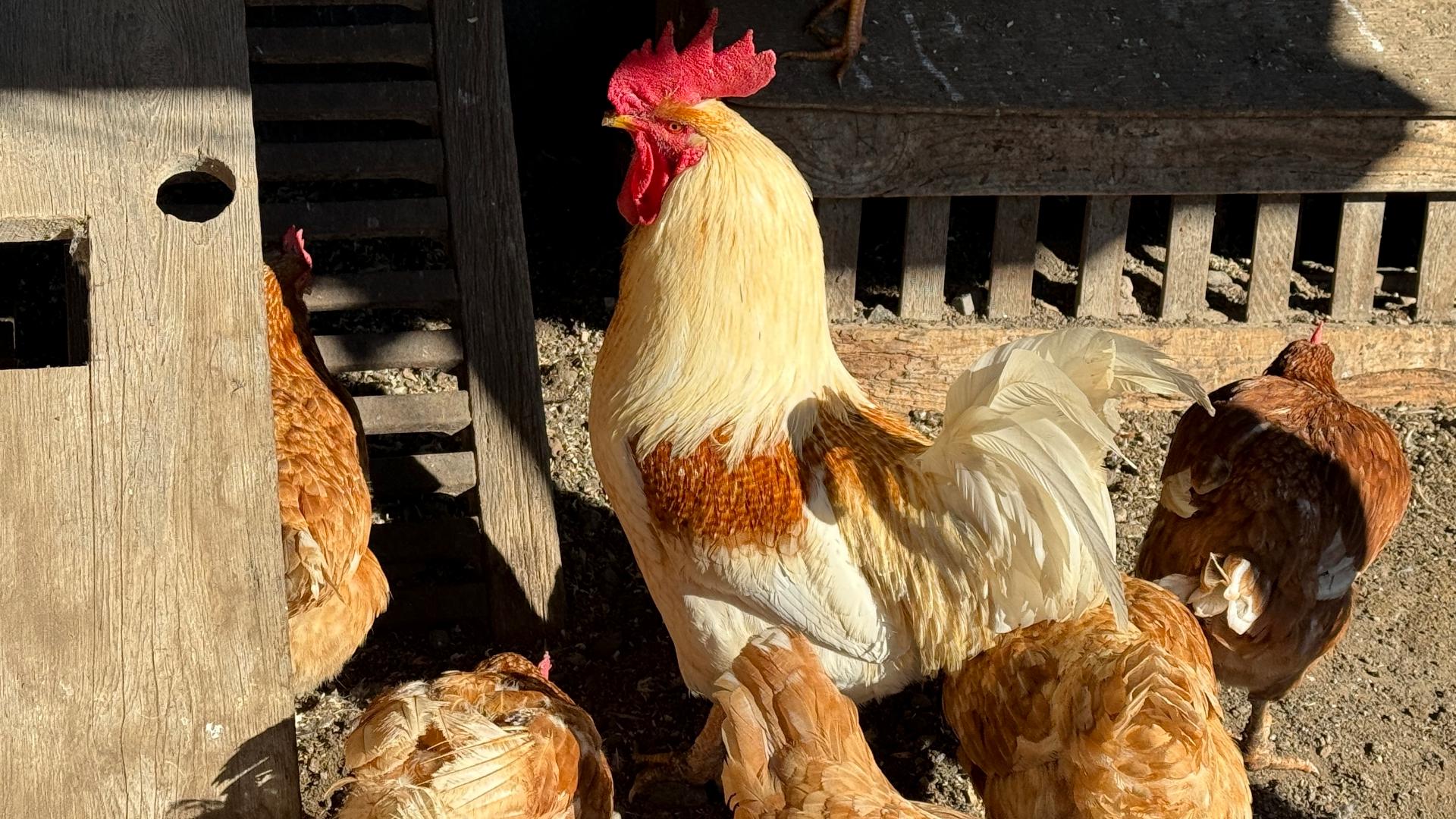 Salmonella outbreaks are linked to backyard poultry