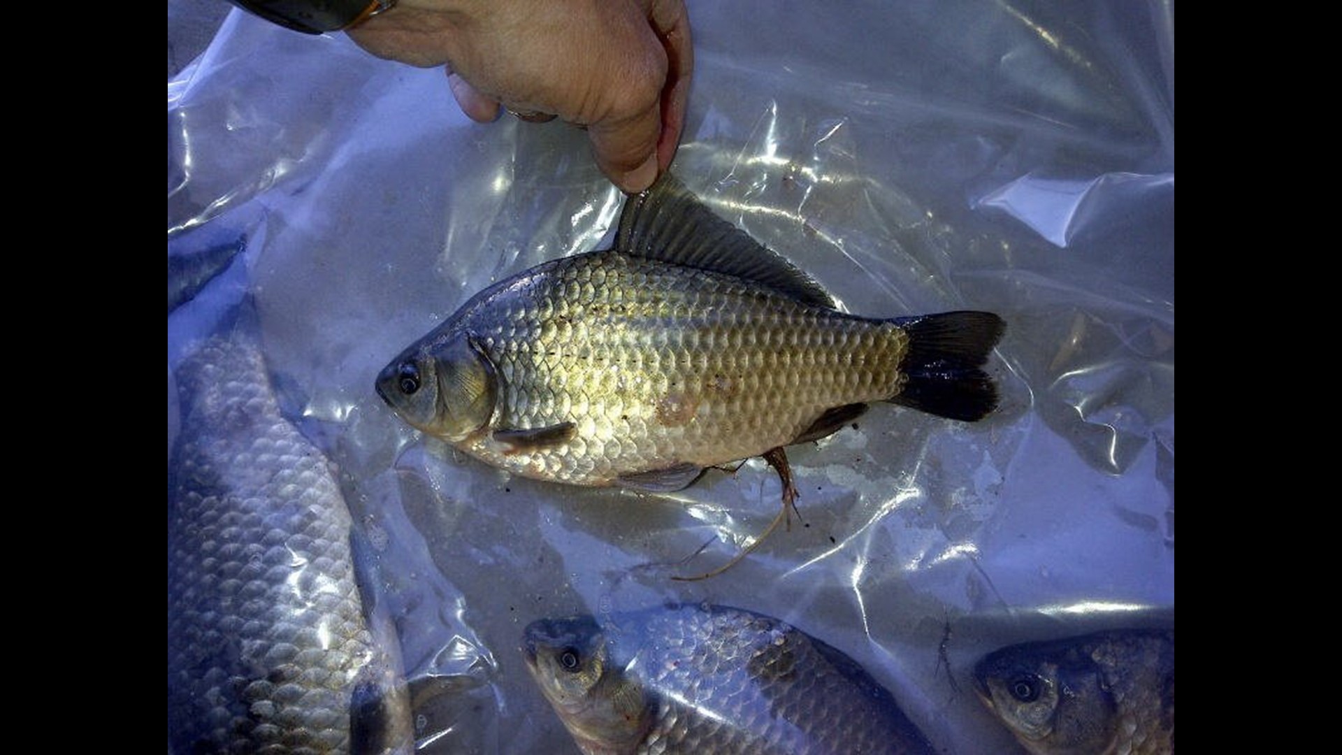 This is what happens when you flush live fish | fox61.com