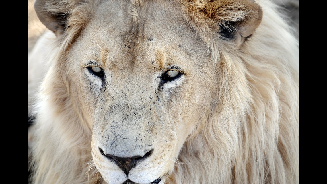 Report: American tourist killed in lion attack in South Africa 