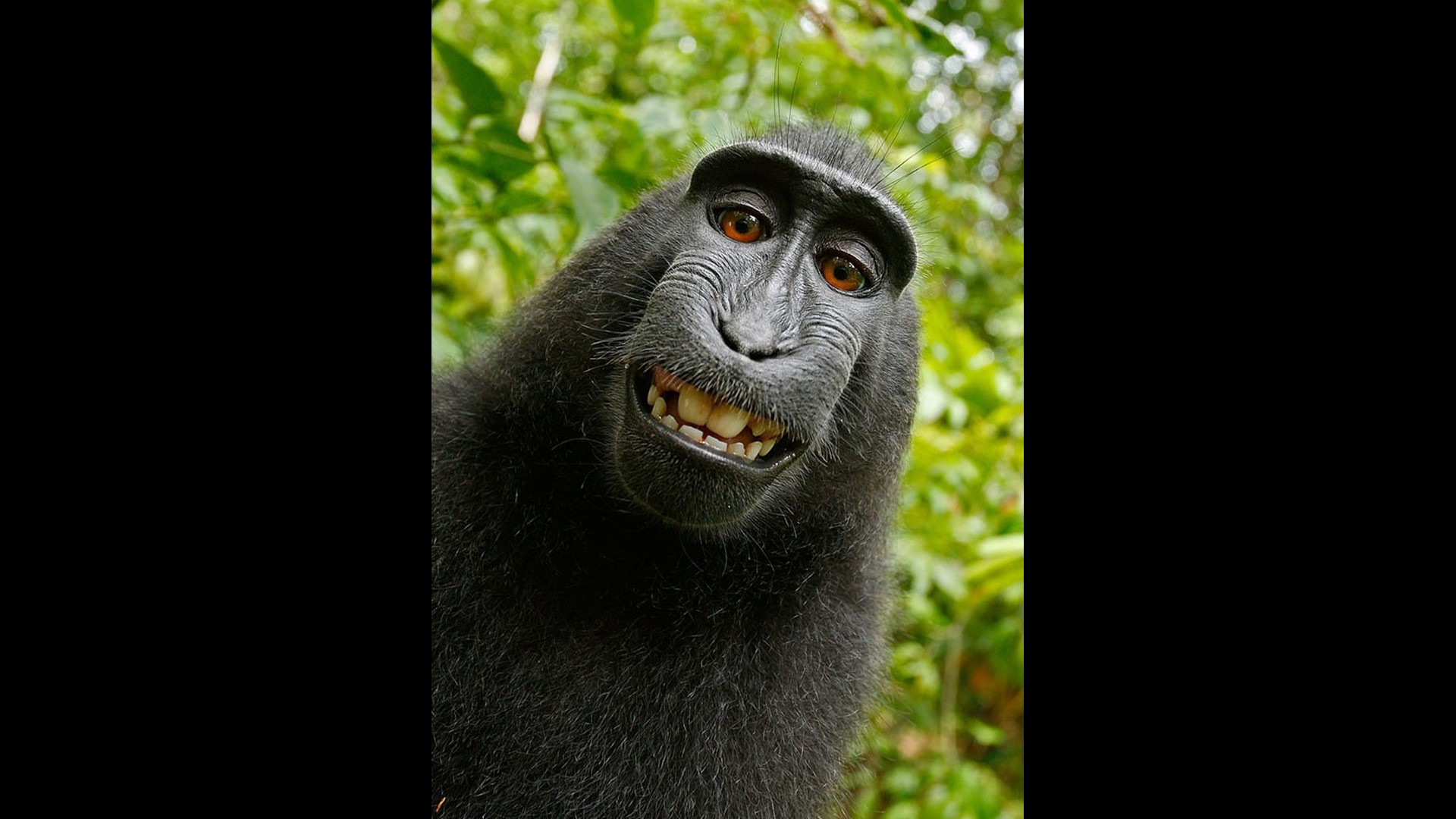 Wikipedia Refuses To Give Up Monkey Selfie 