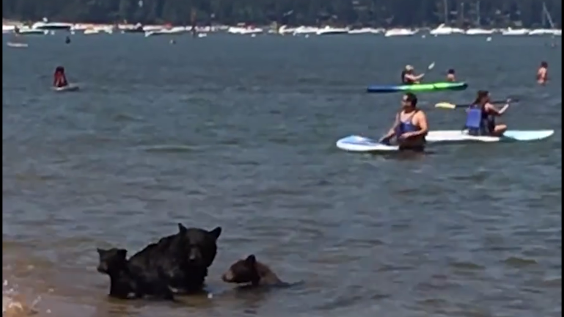 WATCH: Bears Bathe In Lake Tahoe Next To Boaters, Swimmers | Fox61.com