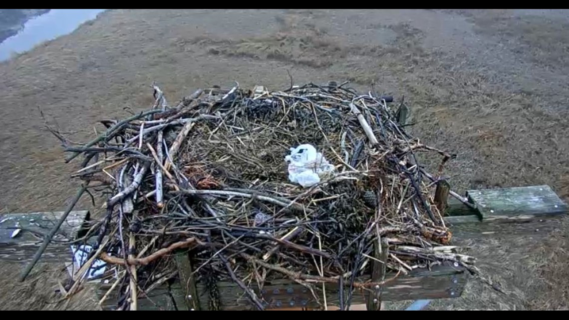 menunkatuck audubon osprey cam