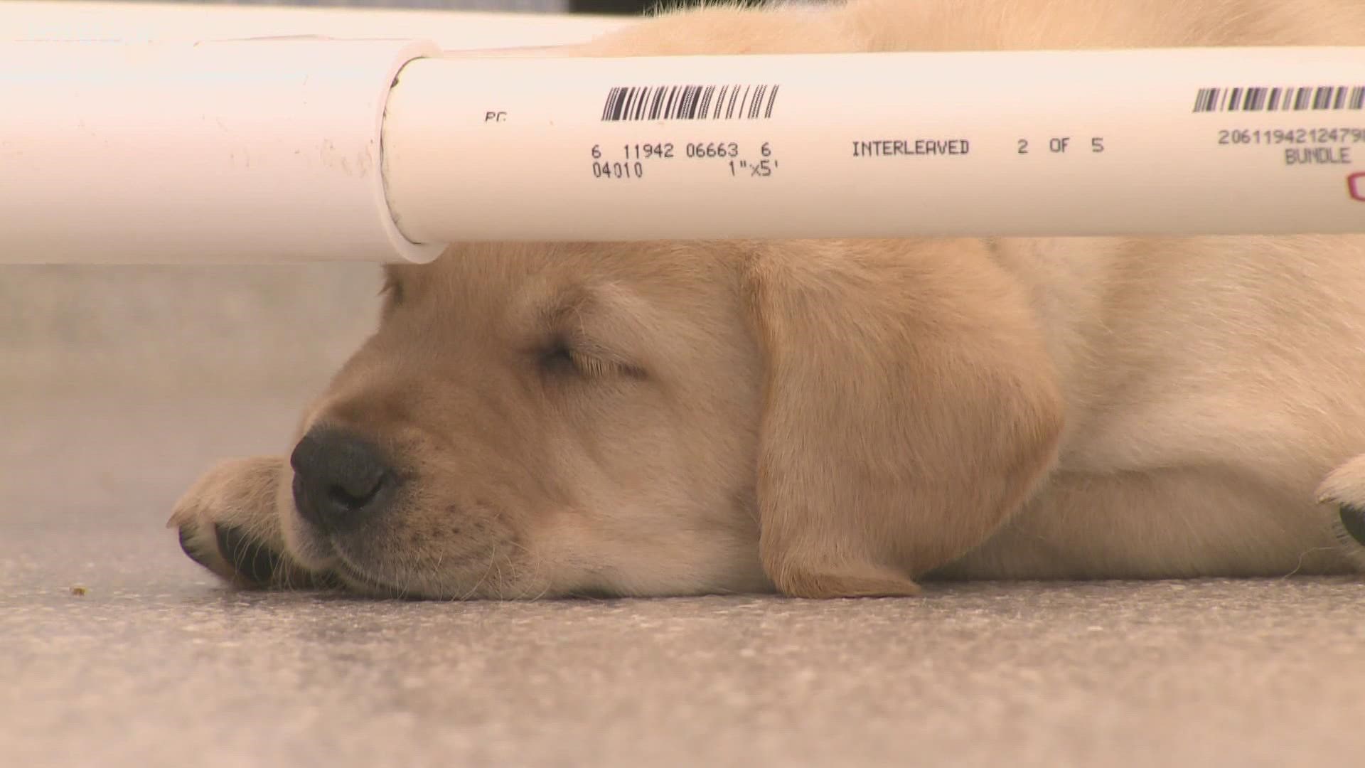 These puppies have a journey ahead of them as they become service dogs for those who need them.