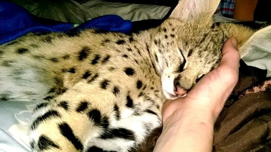 serval cat pet