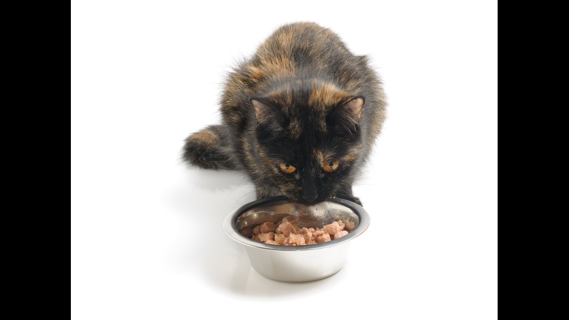 FDA conducts canned cat food recall