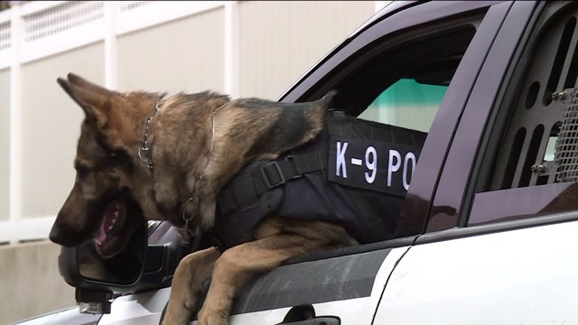 Non-profit looks to bring new police dog to town