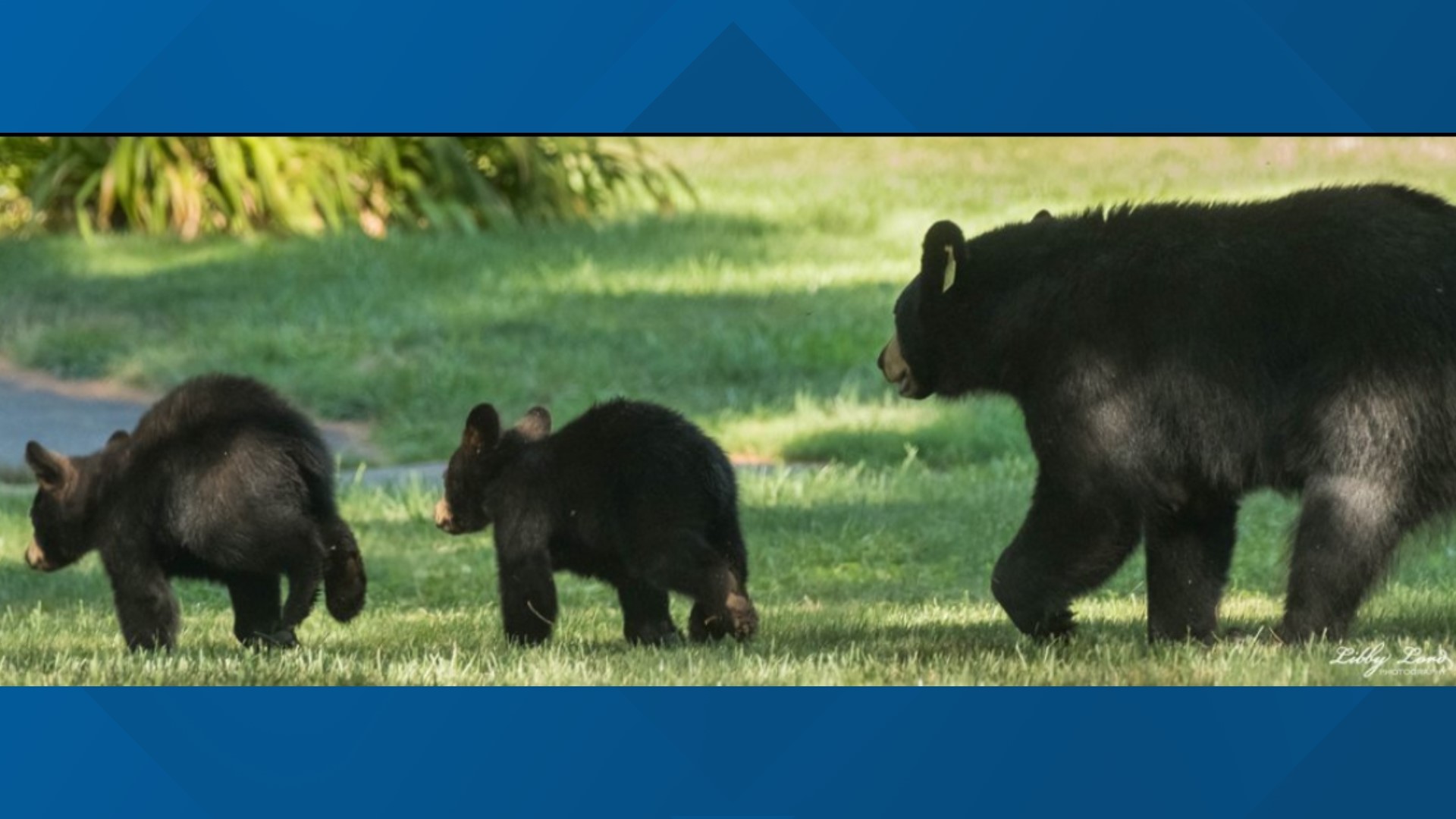 Bears rescued from storm drain in Conn. | fox61.com