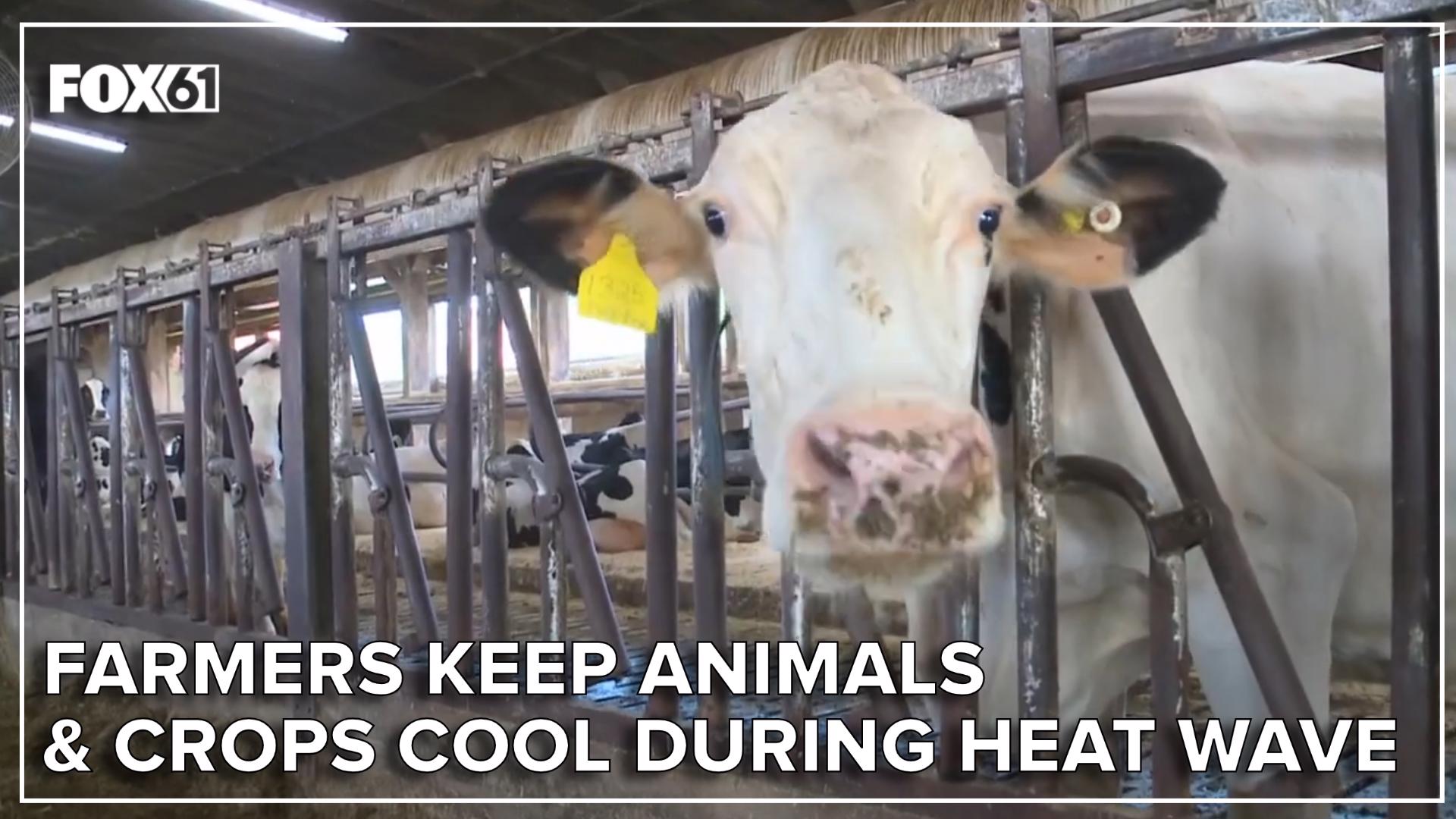 For farmers and farm animals across the state, the conditions call for special heat protocols.
