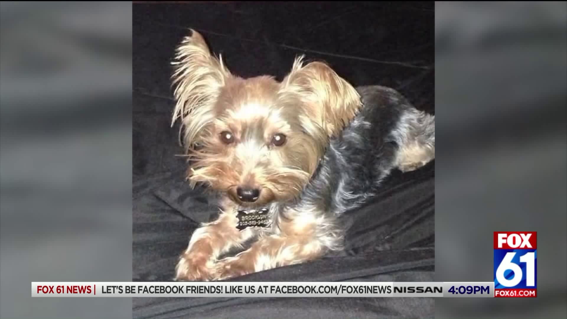 Alleged West Haven dog abuser arraigned