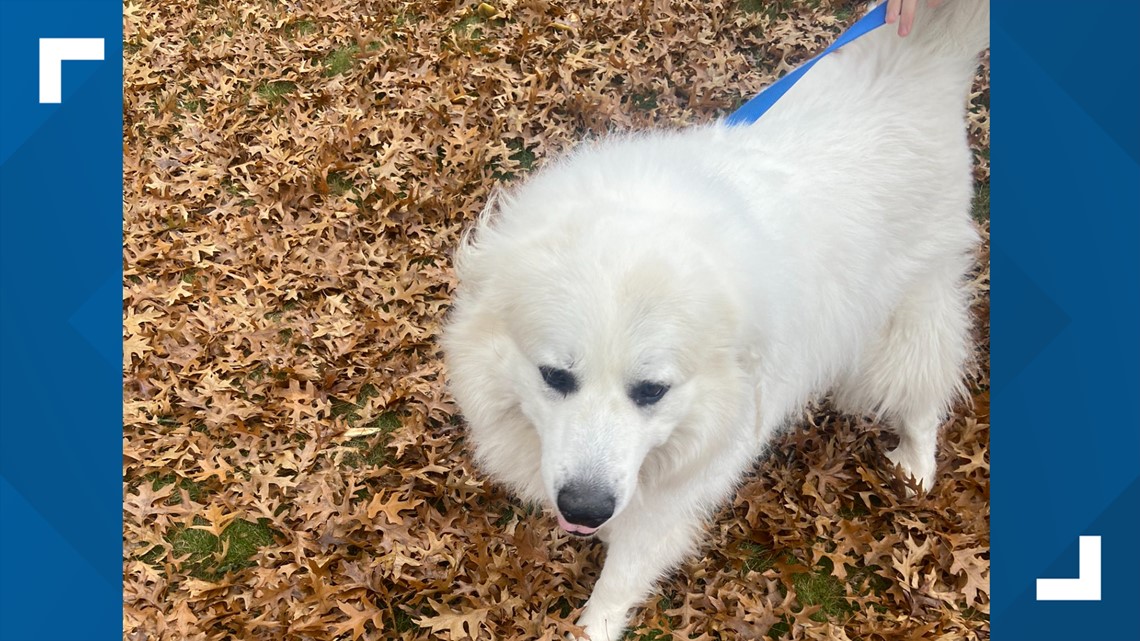 peanut butter poison for dogs