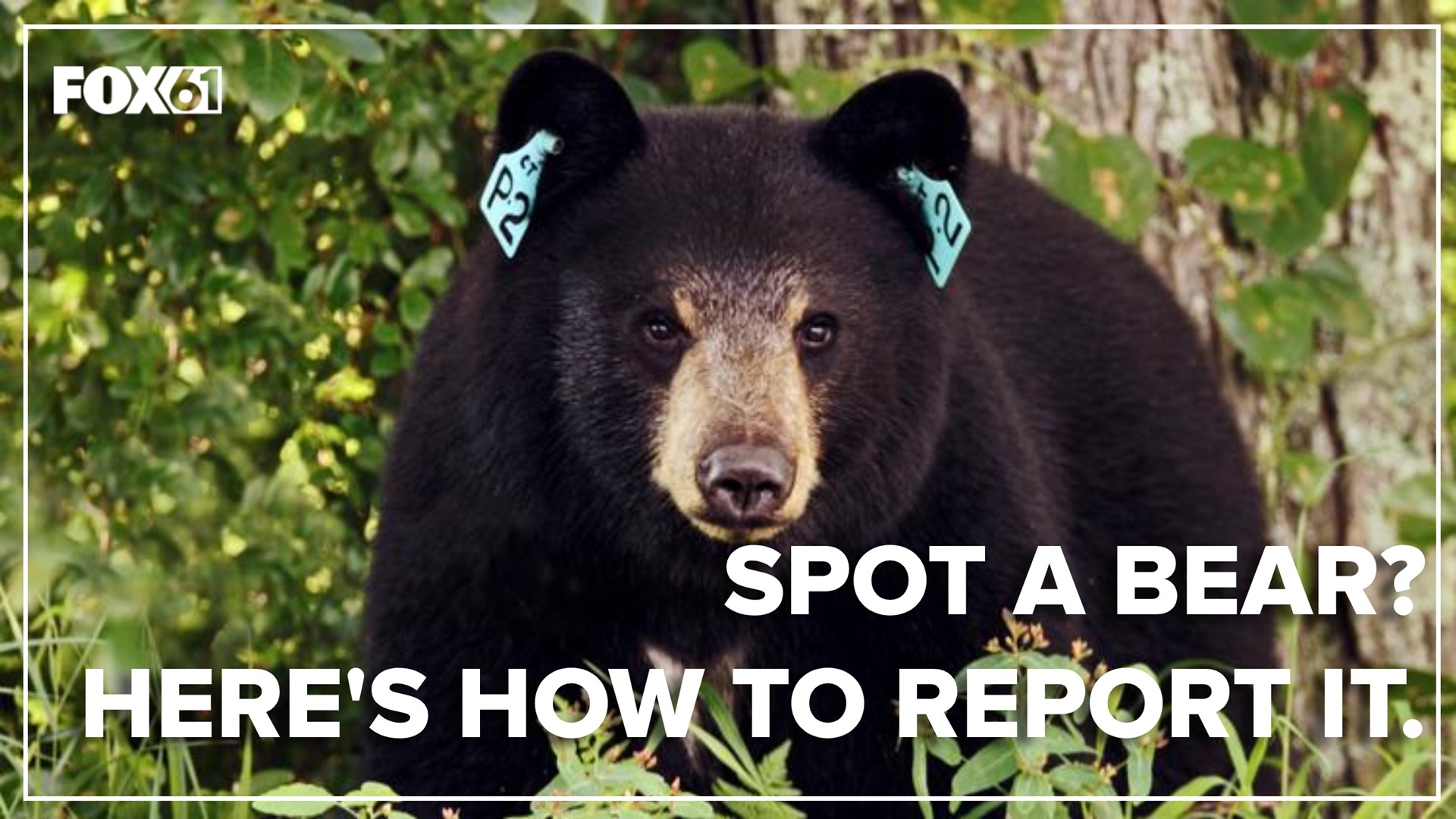More than 3,500 bear sightings were reported across the state.