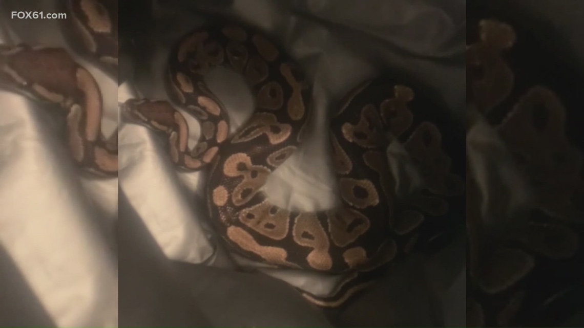 Using a cooking mitten for protection, the parent carefully captured the snake and placed it inside a backpack while waiting for authorities. No one was injured.