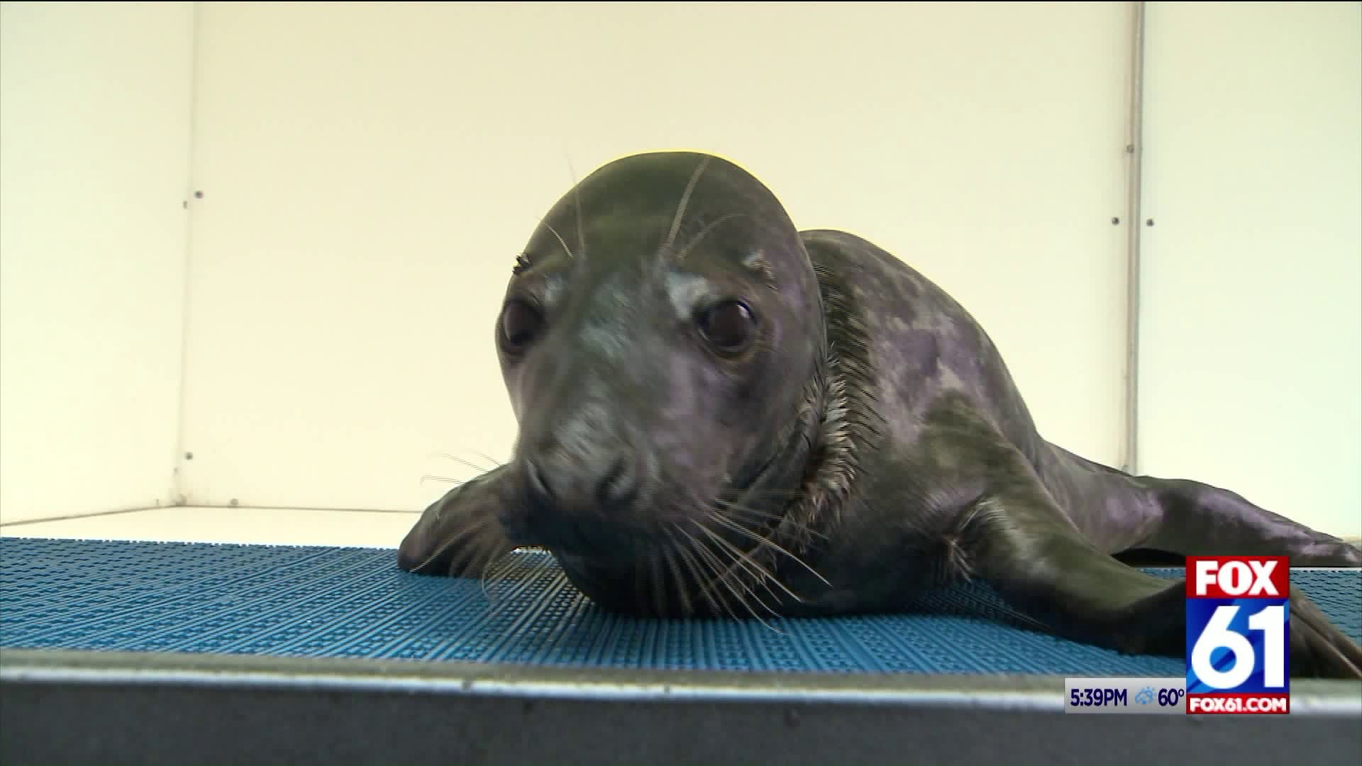 Mystic Aquarium seal rehab