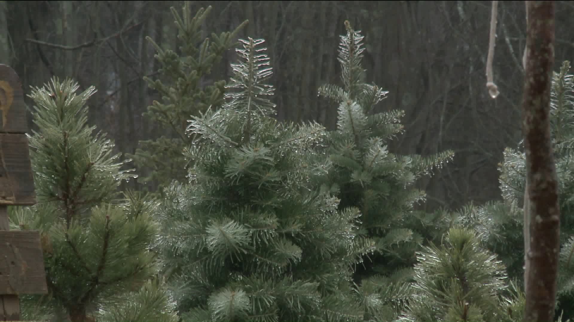 Durham Christmas tree farm closes after 23 years of service