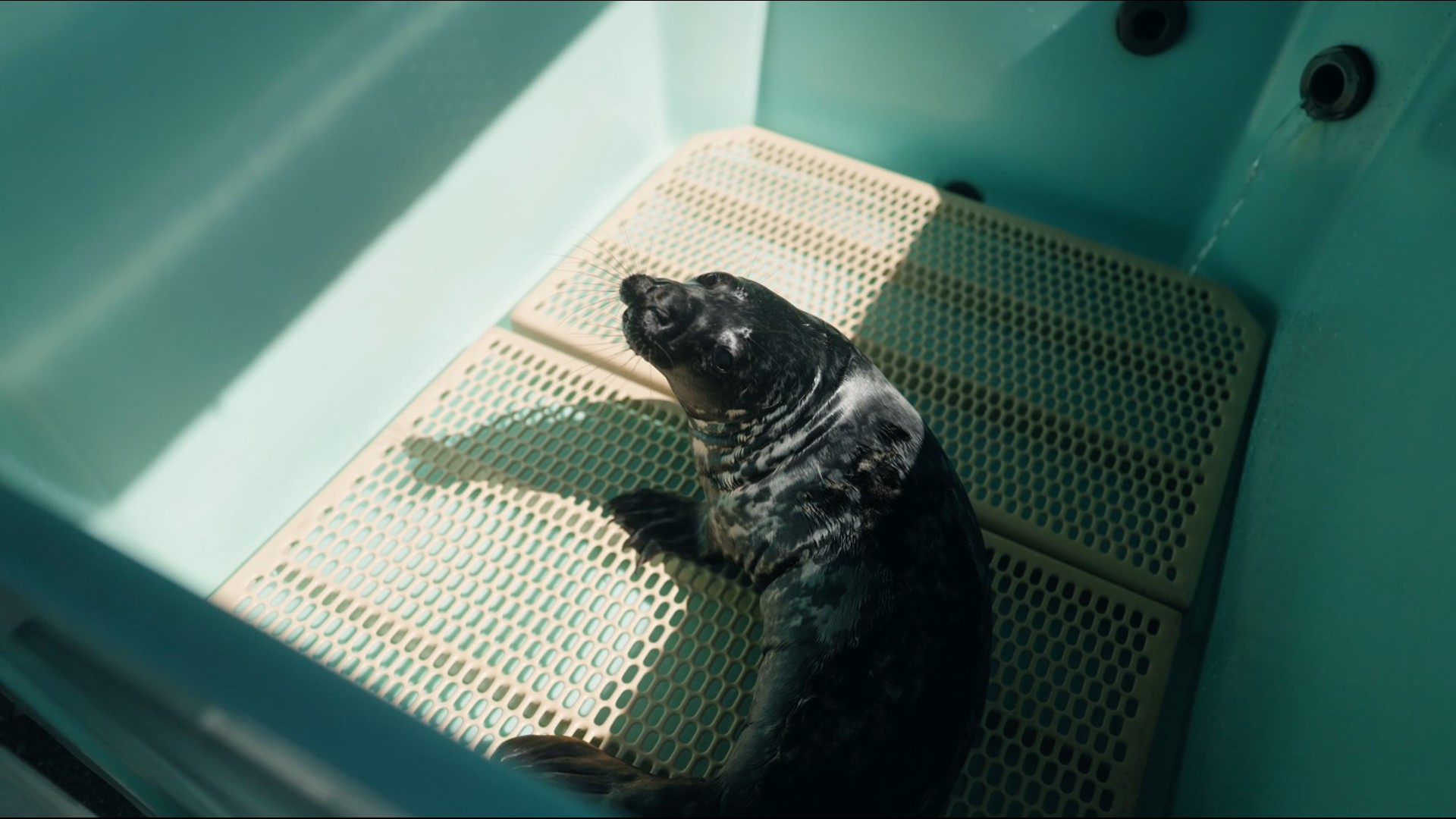 A juvenile gray seal rescued in Bermuda has arrived at Mystic Aquarium for the next leg of its long journey.