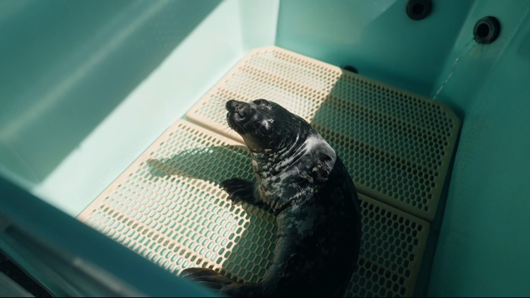 Rescued gray seal pup  taken to Mystic Aquarium for care