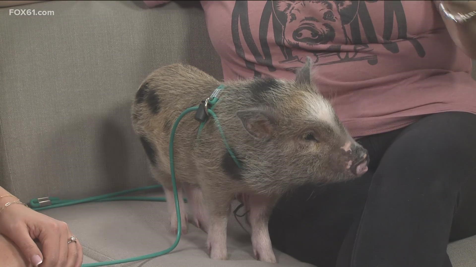 As part of National Pig Day, two local pigs gave a visit to the FOX61 studio.