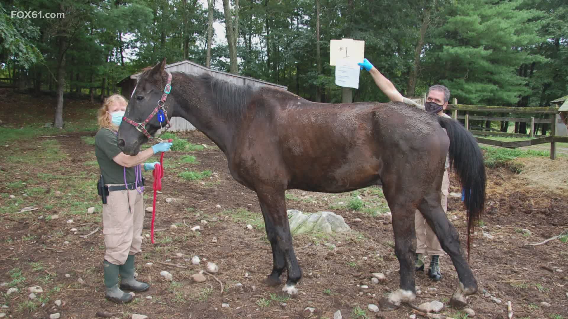 Connecticut's Attorney General is now calling for the state to take full custody of 8 horses that were found extremely malnourished in September of 2020.