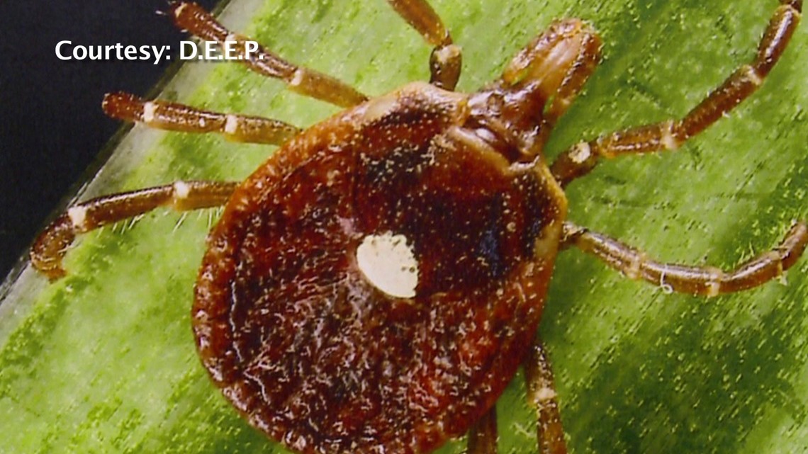 Study Hartford named one of top cities in America bothered by ticks