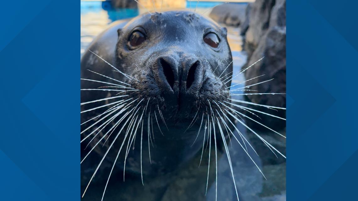 Mystic Aquarium announces passing of Spanky the harbor seal