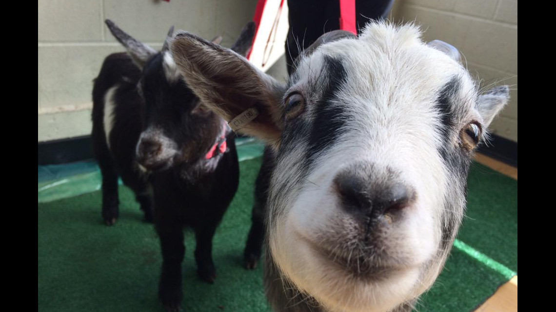 We have the power to name Hartford's baseball team the YARD GOATS 