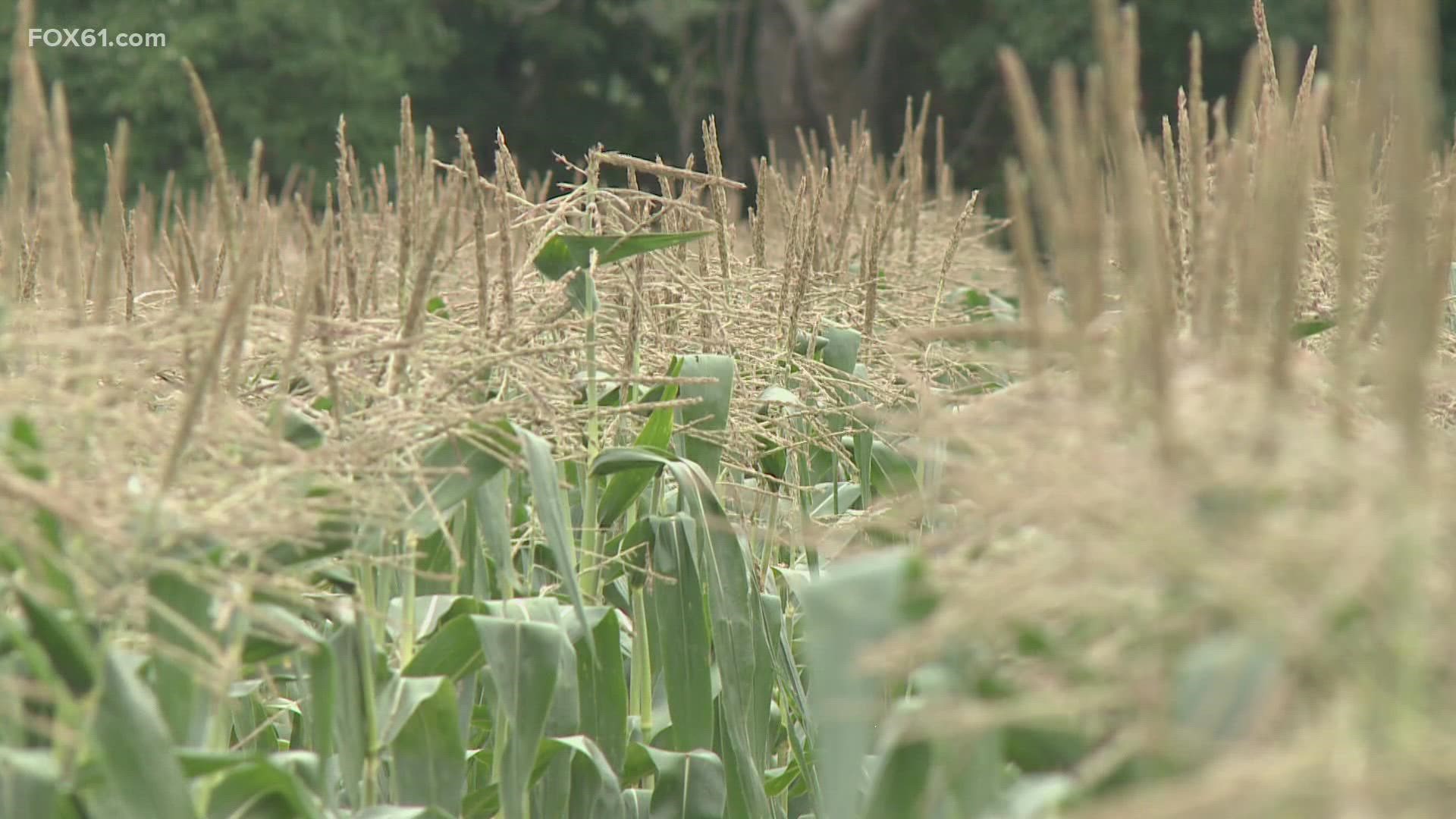 Most of Connecticut is facing moderate to severe drought conditions.