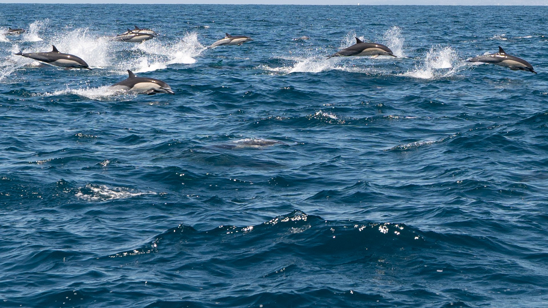 Whales, dolphins in U.S. waters losing food, habitat: Study | fox61.com