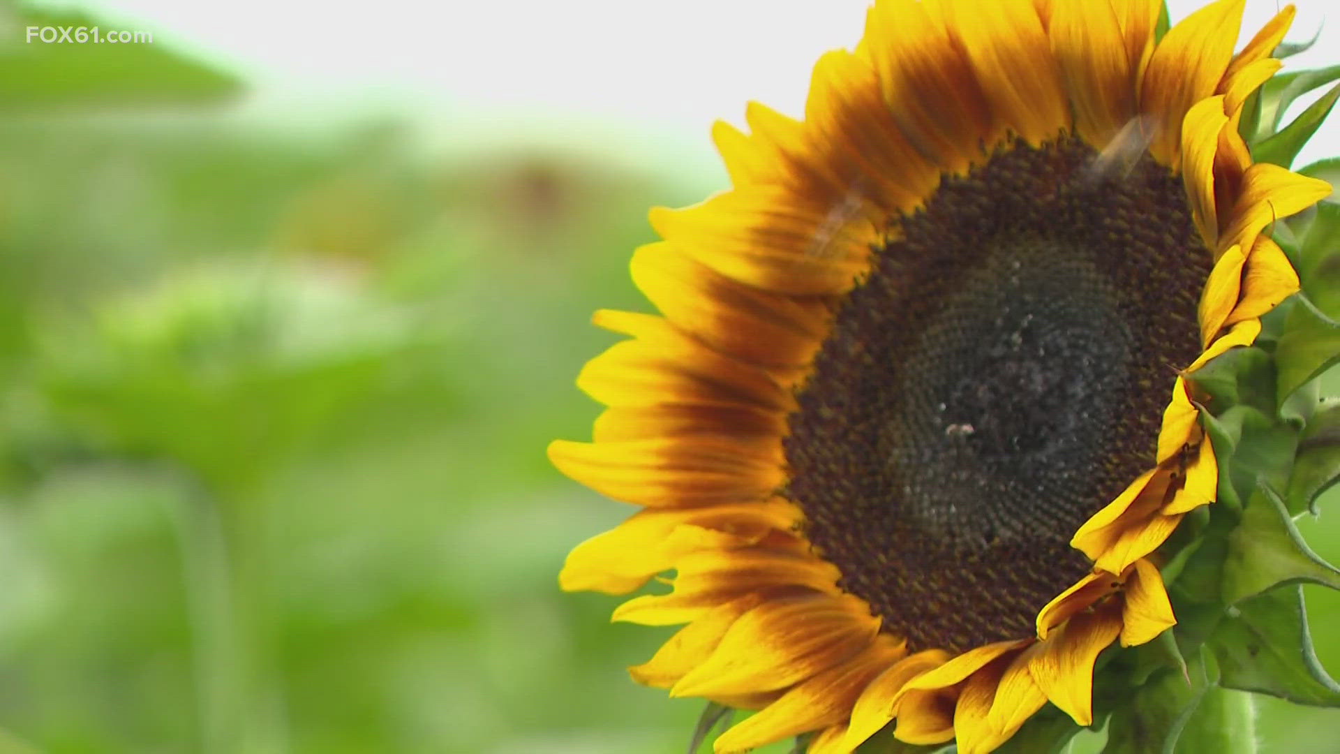 Sunflowers for Wishes at Buttonwood Farm from July 20-28 will make Griswold the unofficial sunflower capital of the world, benefiting Make-A-Wish® Connecticut.