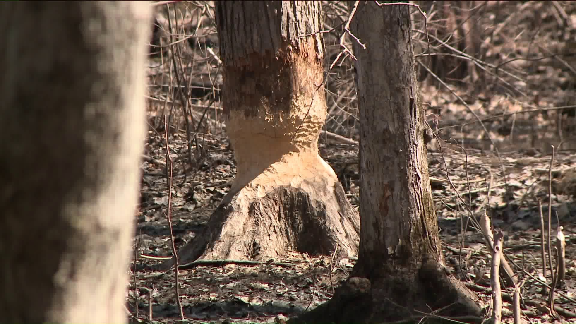 South Windsor Outraged after beavers are killed