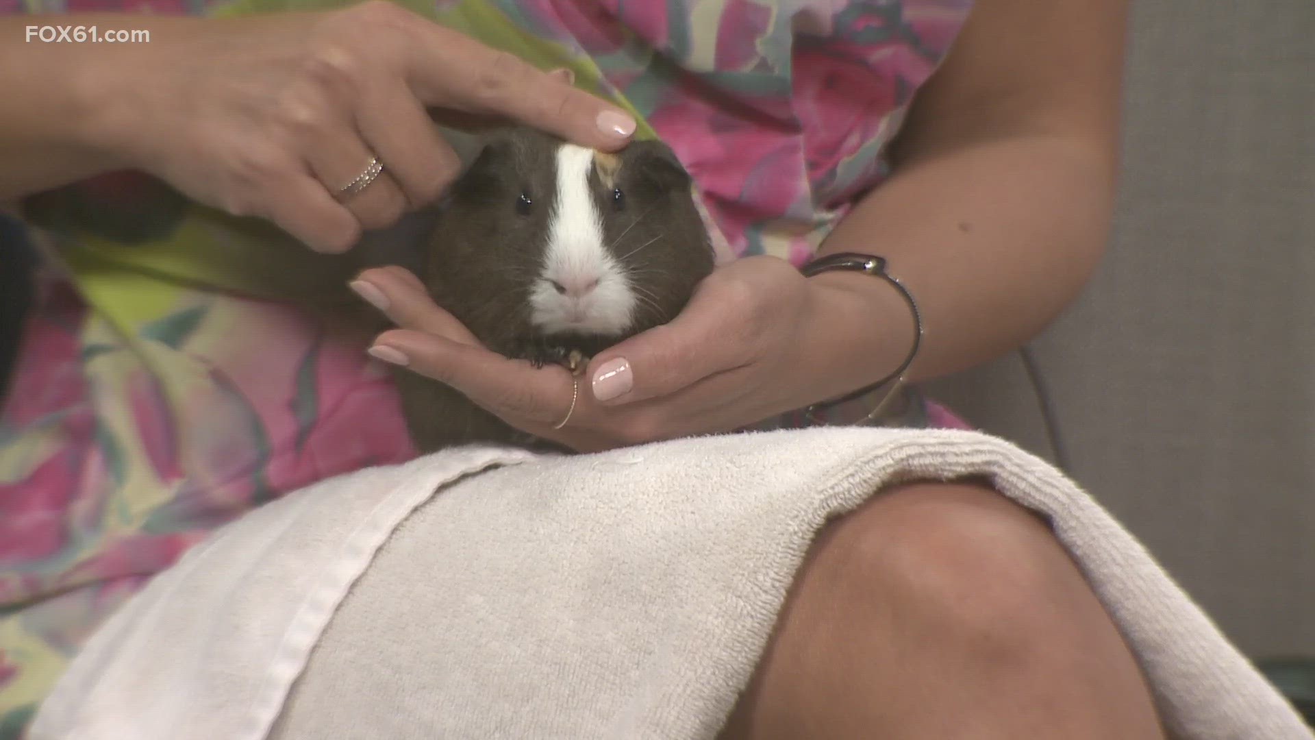 Elizabeth the Guinea pig up for adoption at Conn. Humane Society