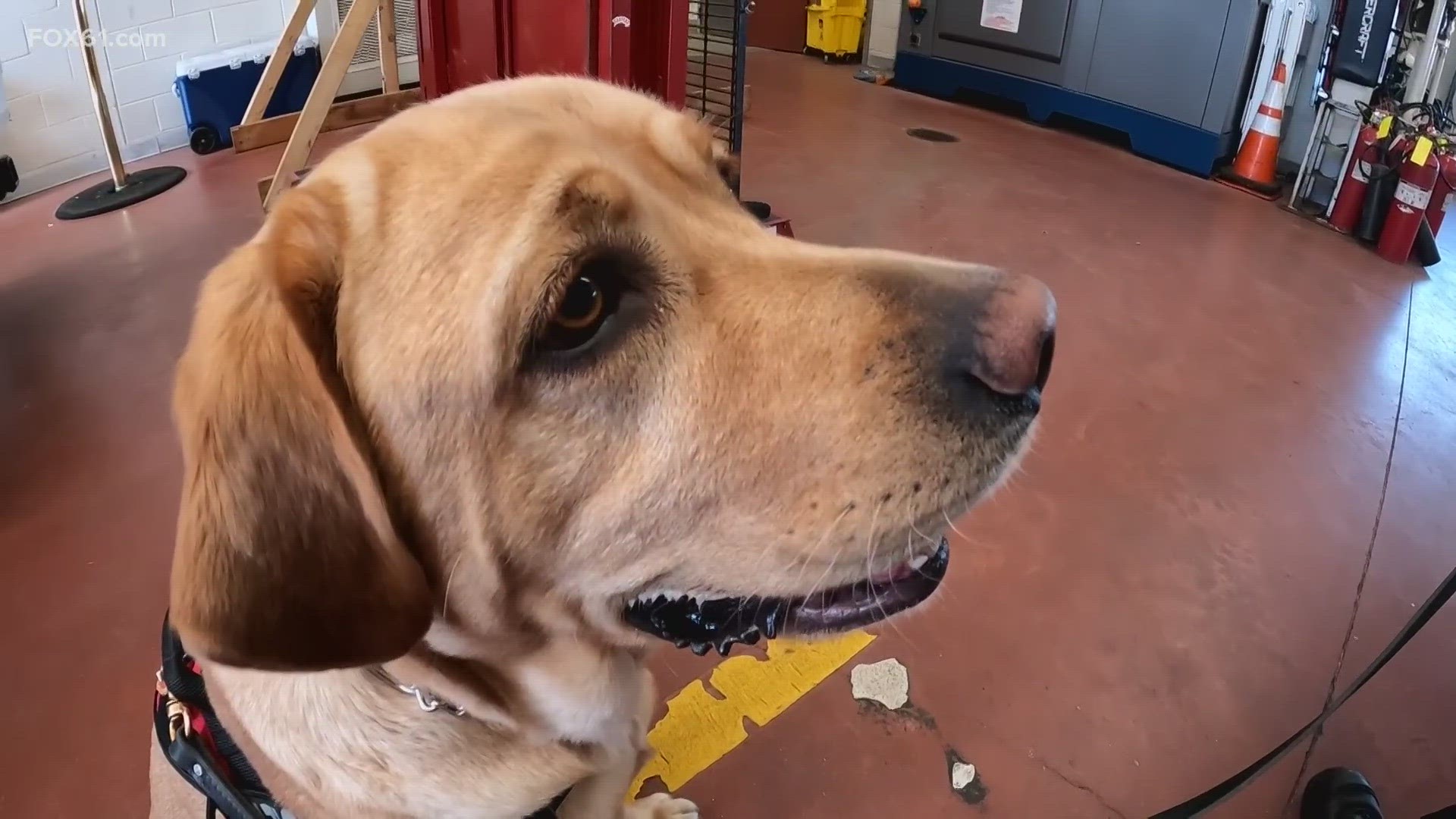 Lola, a two-and-a-half-year-old, lovable yellow Labrador Retriever is in her first week as part of the West Hartford Fire Department.