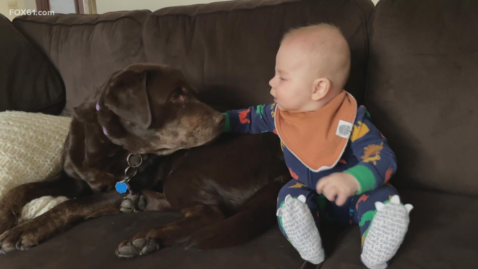 Making sure the canine and the new baby get along well