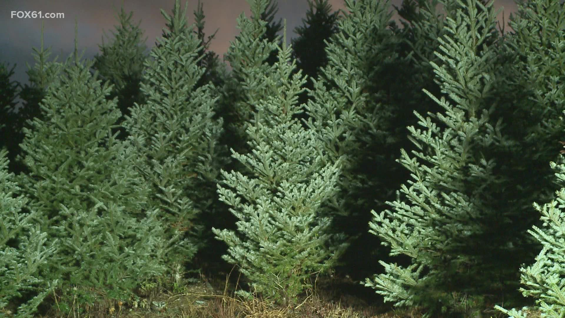 Dzen Tree Farm has thin supply of large Christmas trees this year |  fox61.com