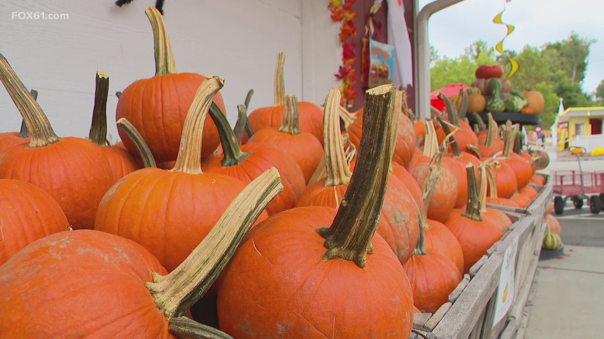 Split in half by Route 66 and East Hampton, Pumpkintown, U.S.A. has been bringing families together for generations. That tradition continues this year.