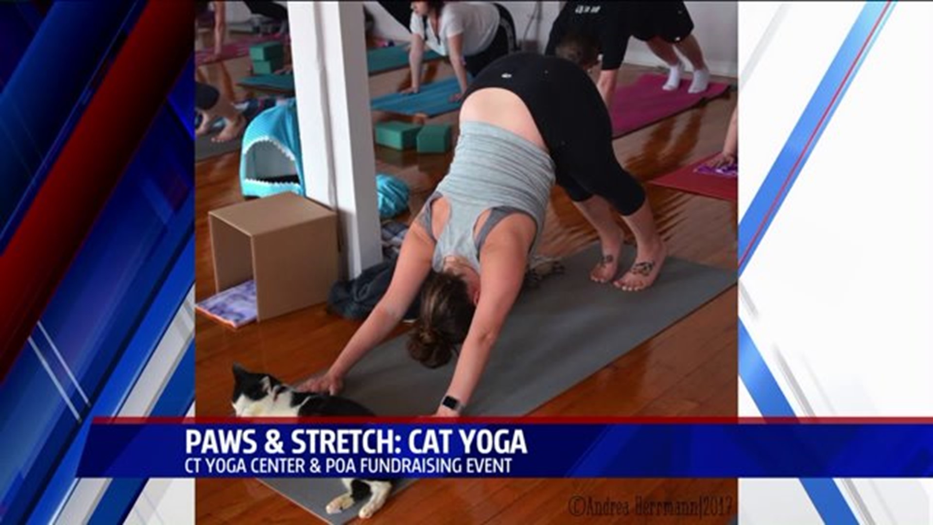 Yoga With Cats Fundraiser Adoption Event Held Again In Middletown Fox61 Com