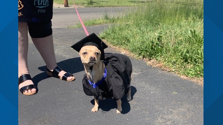 Chihuahua walks alongside owner in SCSU commencement ceremony