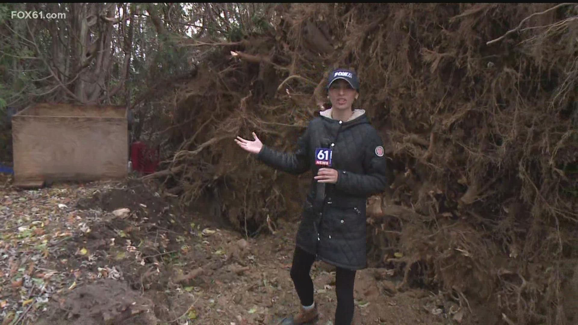Quite the shock for a homeowner in Stonington Wednesday; A tree fell down into their yard.