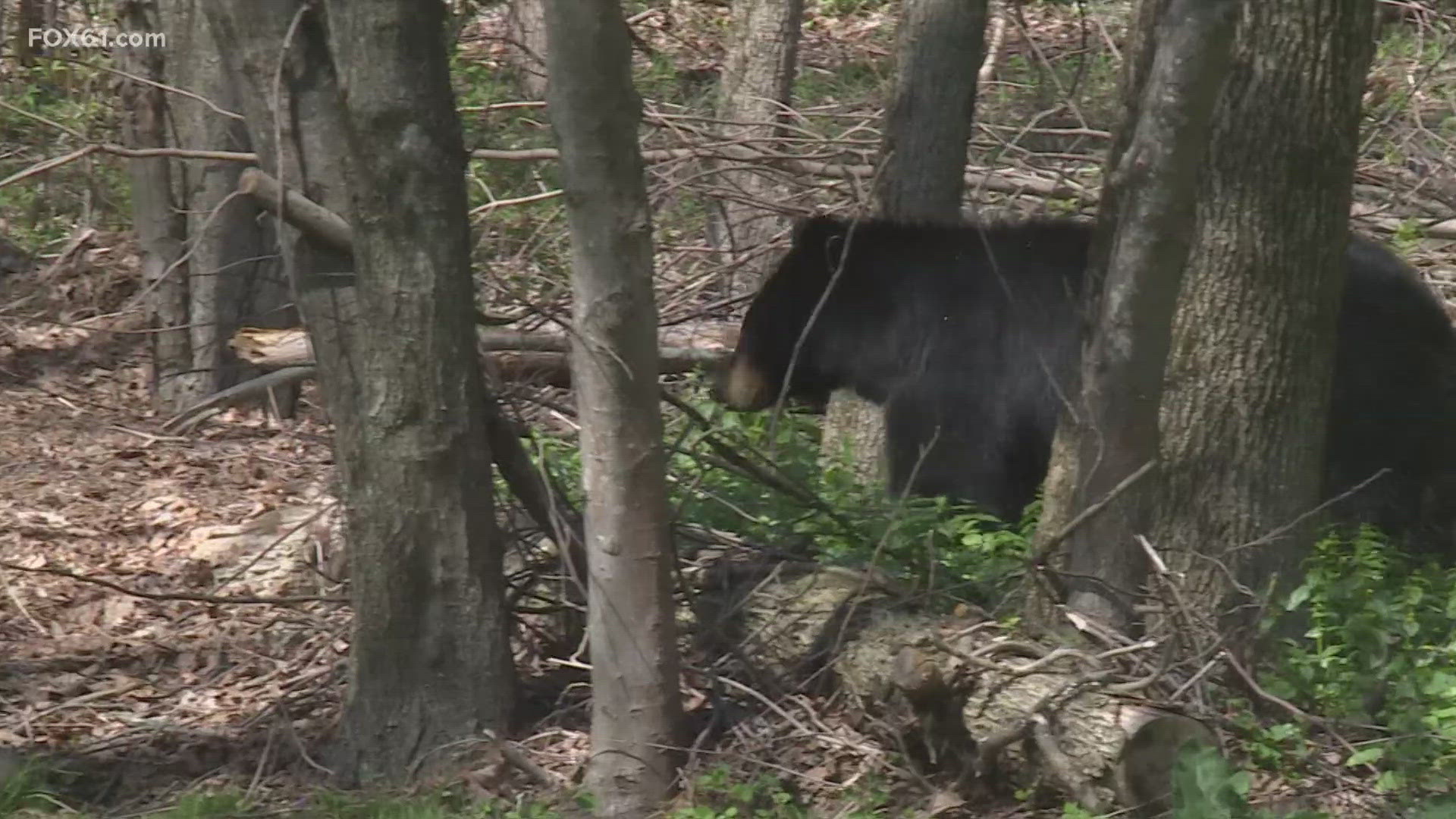 DEEP hopes to be proactive about preventing further bear conflicts with humans, as bears start "hyperphagia," a time of massive food intake to get ready for winter.