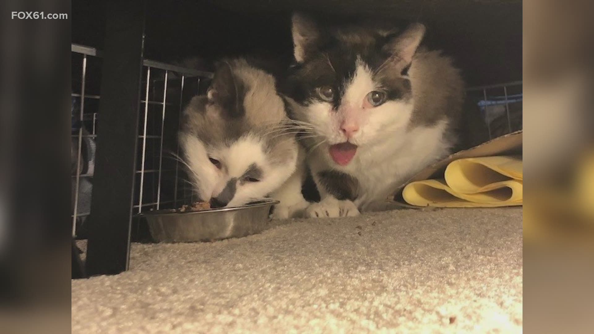 This bonded pair is looking for a quiet, easy going home!