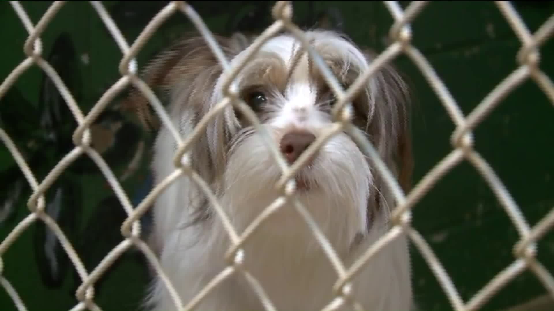 Branford animal shelter offers alternative to getting rid of your pet