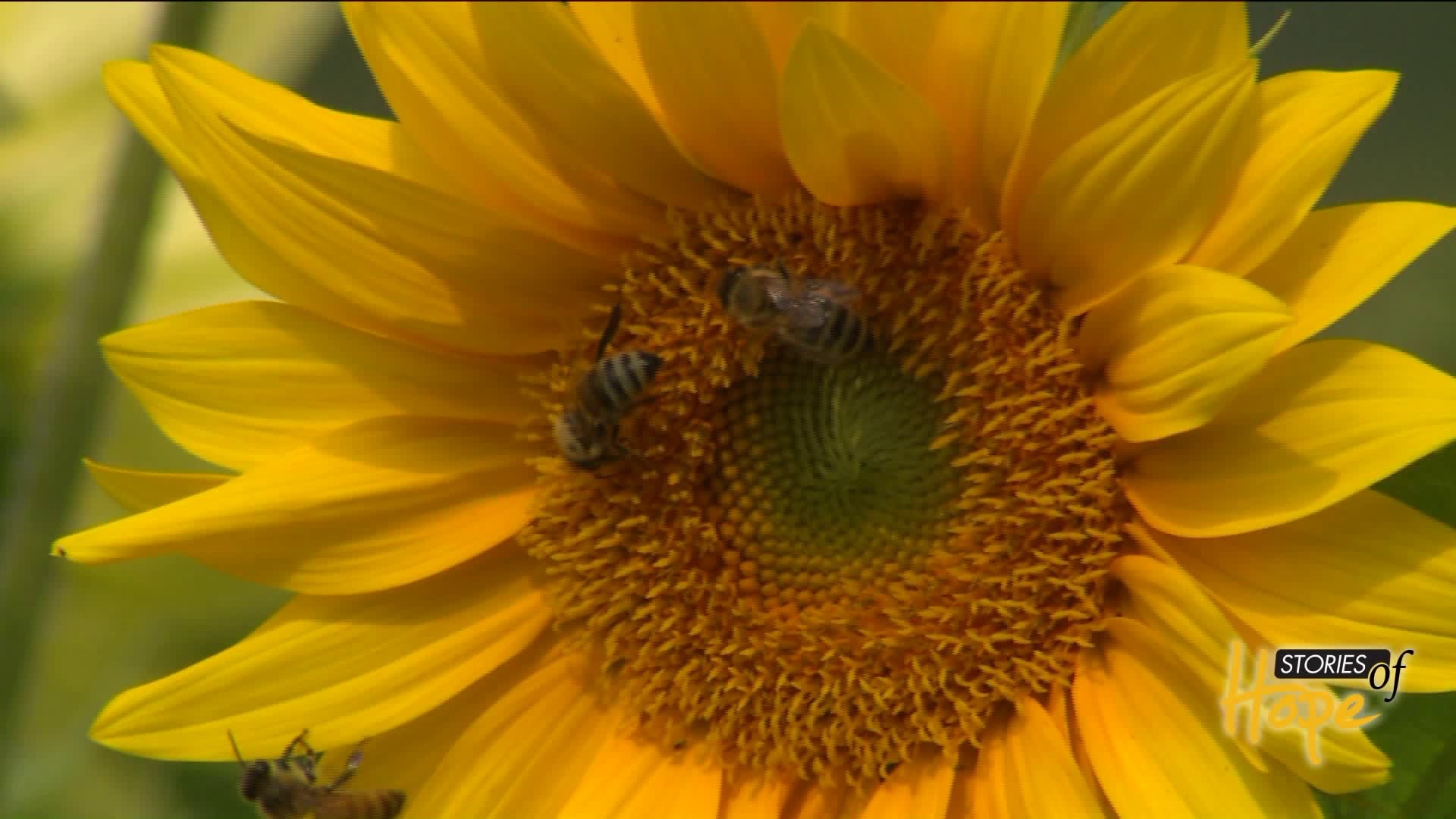 Johnson Memorial Hospital group sells sunflowers as fundraiser