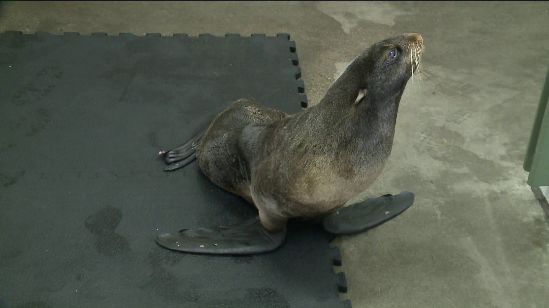 Mystic aqaurium seal set for surgery