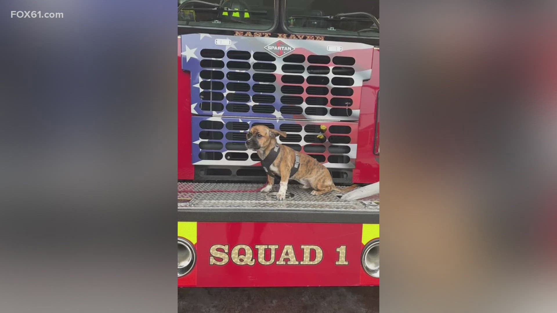 The dog was rescued and adopted by the East Haven Fire Department, which said that his "life has never been better."