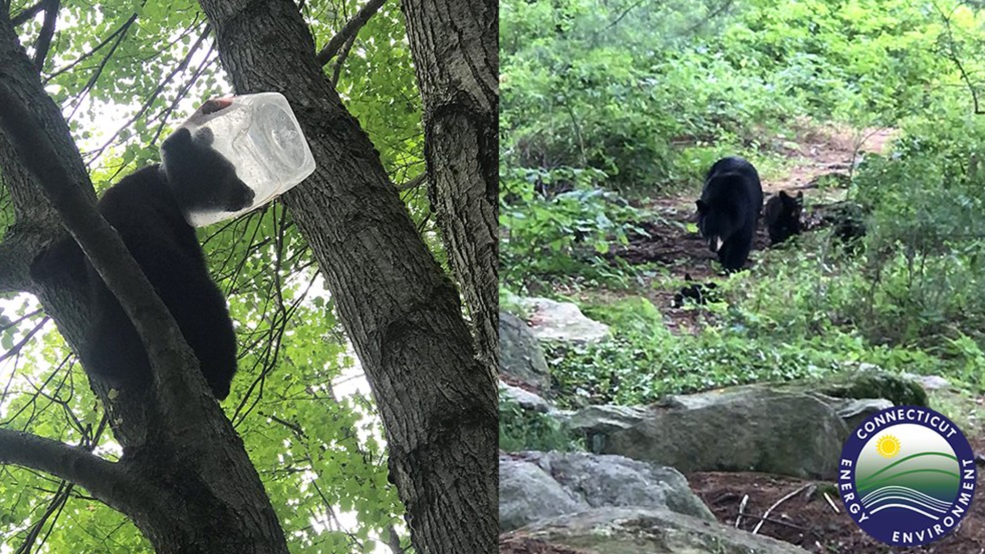 Wildlife biologists in Connecticut had to rescue a bear cub that got its head stuck in a plastic container, state wildlife officials said.