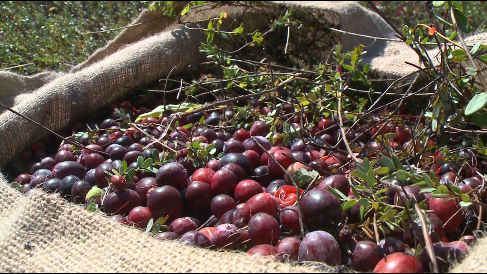 A volunteer-based team hits the bog in Killingworth to pick cranberries that eventually make it on local stores' shelves.