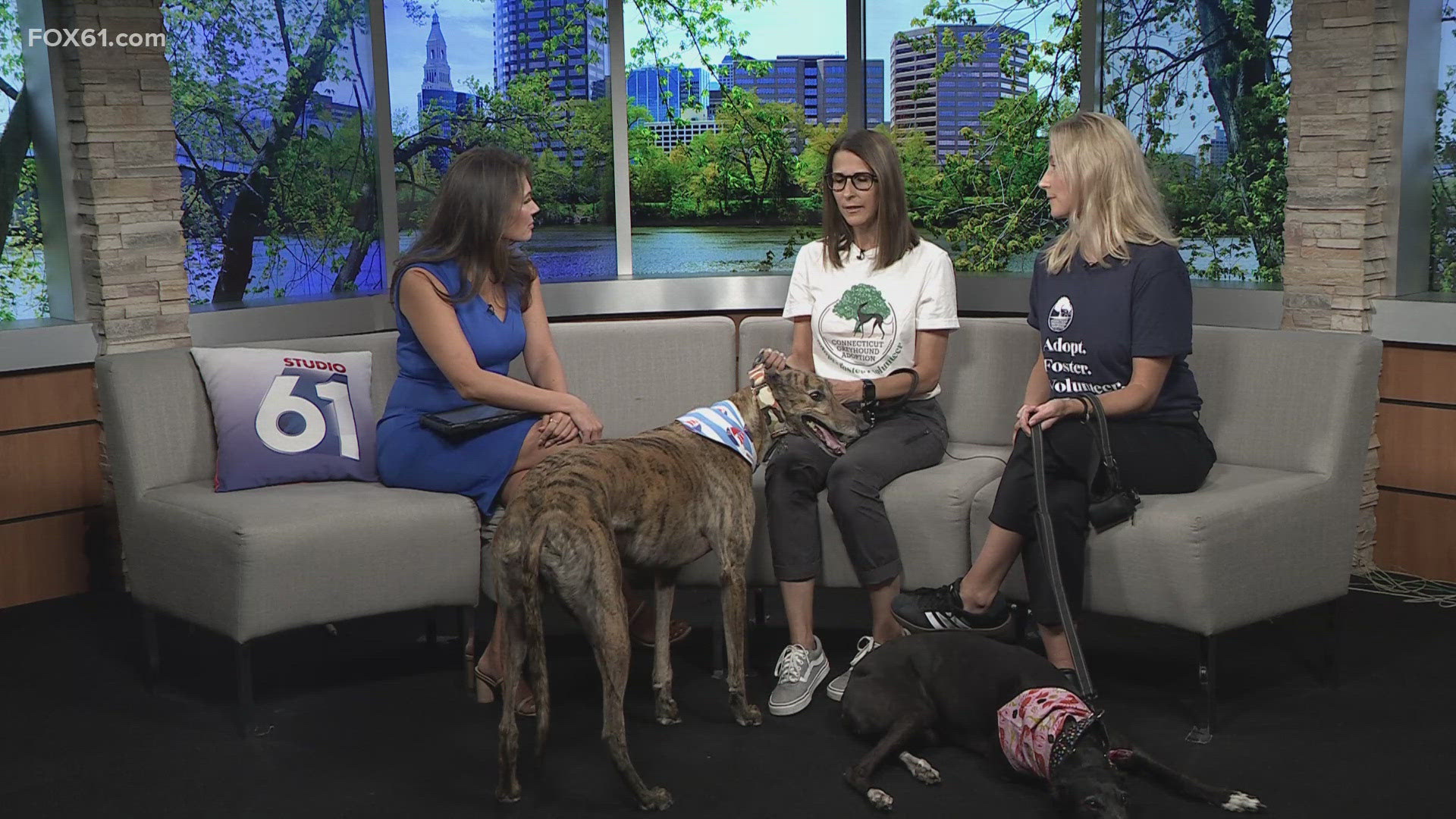 Connecticut Greyhound Adoption board members share stories of adopting Greyhounds of their own and how others can adopt a Greyhound.