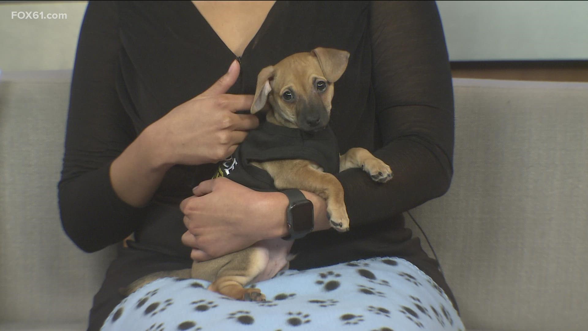 Mufasa is a two-month-old puppy at the Connecticut humane society looking for a forever home.