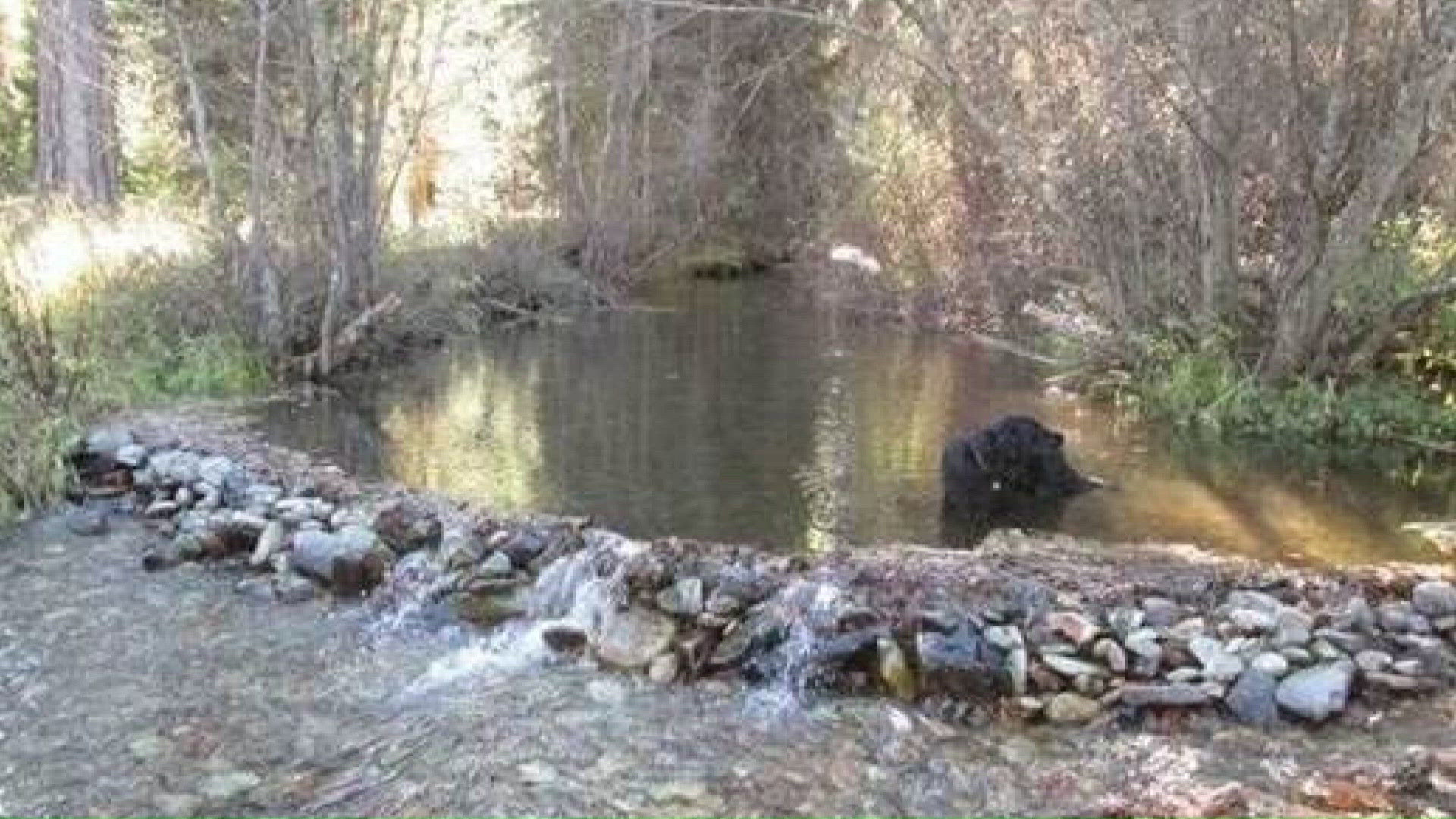 Dam it: the illegal and growing trend blocking Connecticut rivers has piqued attention of locals and state officials