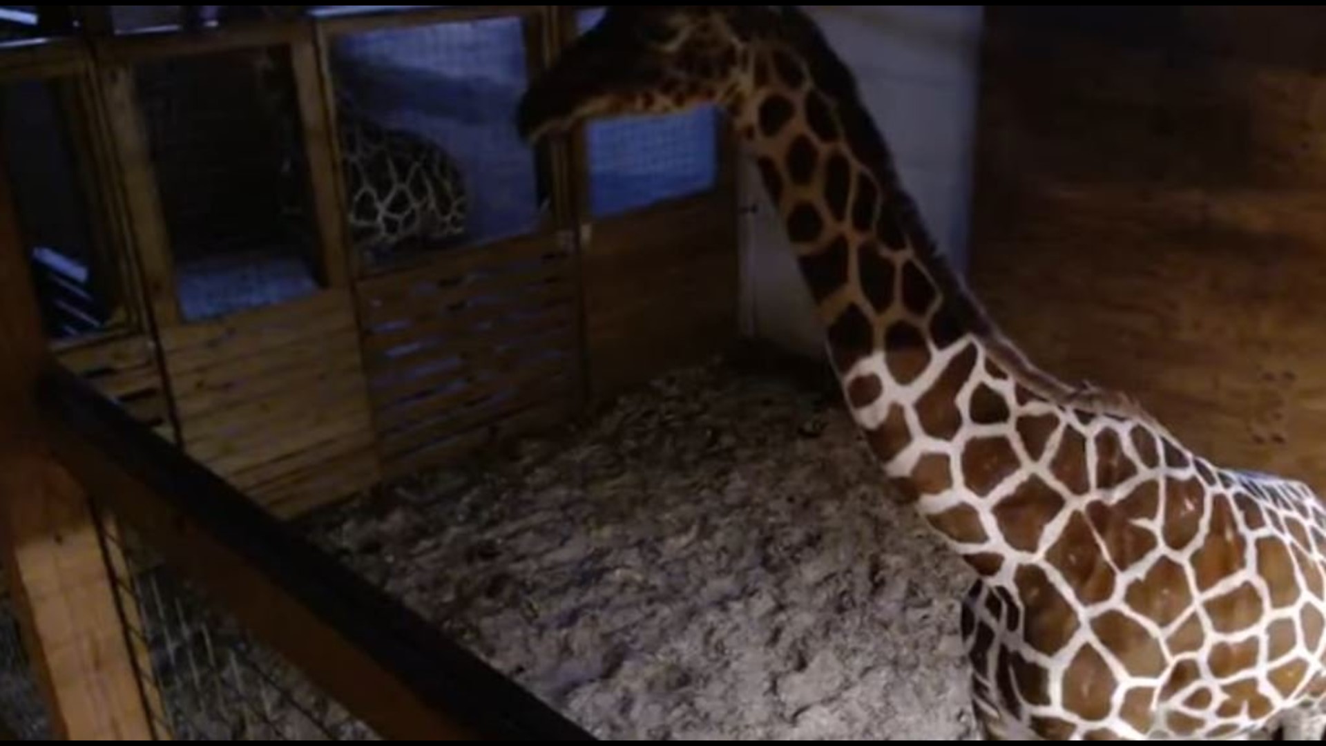 Watch LIVE: ‘Significant Movement’ In April The Giraffe’s Pregnant ...